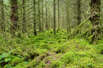 Moss covered forest floor in Ardcastle Wood in Argyll, Scotland