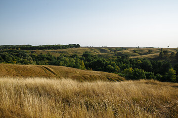 Fototapeta na wymiar landscape with a field of wheat