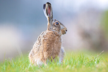 Wild European hare, lepus europaeus, sitting in grass