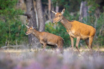 Red deer young cervus elaphus, in Autumn