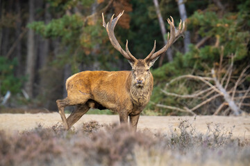 Male red deer stag, cervus elaphus, rutting