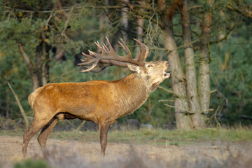 Male red deer stag, cervus elaphus, rutting