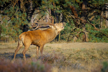 Male red deer stag, cervus elaphus, rutting
