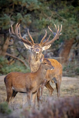 Naklejka na ściany i meble Male red deer stag, cervus elaphus, rutting