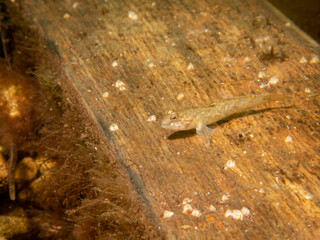 Crystallogobius linearis, the crystal goby. Picture from The Sound, Malmo Sweden