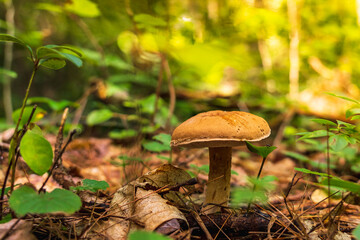 Sour Gold-Pored Bolete (Aureoboletus auriporus) rise in the woods.  Mushroom picking in New Hampshire forest