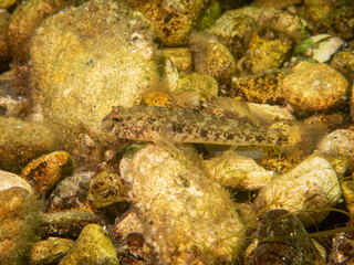 A Sandy Goby, Pomatoschistus minutus, in The Sound, the water between Sweden and Denmark