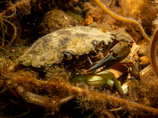 A close-up picture of a crab among seaweed. Picture from The Sound, between Sweden and Denmark