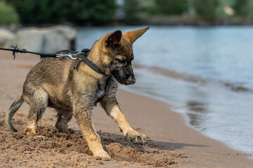 An eleven weeks old German Shepherd puppy playing on a sandy beach. Digging in the sand