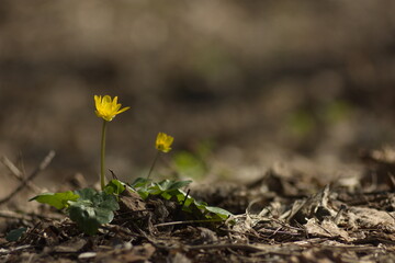 yellow flowers on the ground