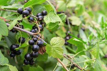 Black currant fruits hang from the branches against the background of leaves.