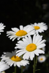 Fototapeta na wymiar daisies in the garden