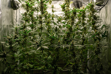 Growing cannabis on a small experimental farm