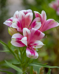 Fototapeta premium Exotic Garden, Monaco