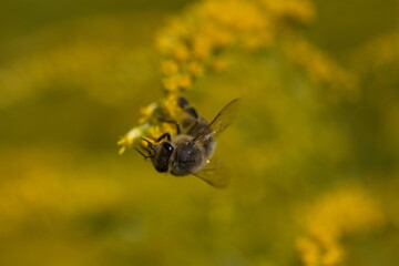 bee on yellow flower
