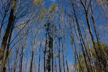 trees in the forest against the blue sky