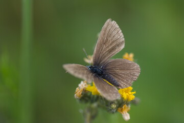 butterfly on a flower 