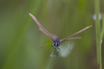 butterfly on a flower 