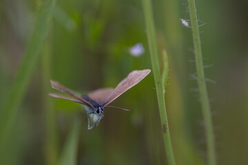 butterfly on a flower 