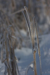 frozen grass background