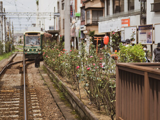 都電荒川線　バラの花が咲く三ノ輪橋駅の風景