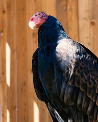 It is a vulture from a bird sanctuary in South Tyrol.