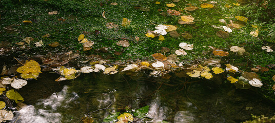 Autumn background  Yellow leaves in the water in early autumn.