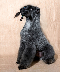 Portrait of a beautiful kerry blue terrier show dog after grooming sitting on a beige background in the salon