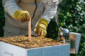 Varroa mite control. Varroa destructor. How to treat bees from varroa mite. The beekeeper treats...