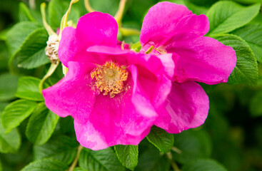 Image shows a detailed blossom of a pink rose in the garden