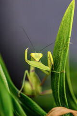 The European Mantis