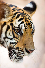 bengal tiger standing with bamboo bushes in background