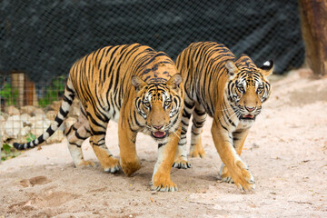 bengal tiger standing with bamboo bushes in background