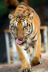 bengal tiger standing with bamboo bushes in background