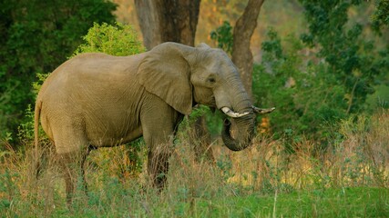 Fototapeta premium Elephant in nature