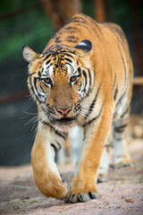 bengal tiger standing with bamboo bushes in background