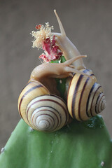 Two beautiful colored tree snail are looking for food. The mollusk, which has the scientific name...