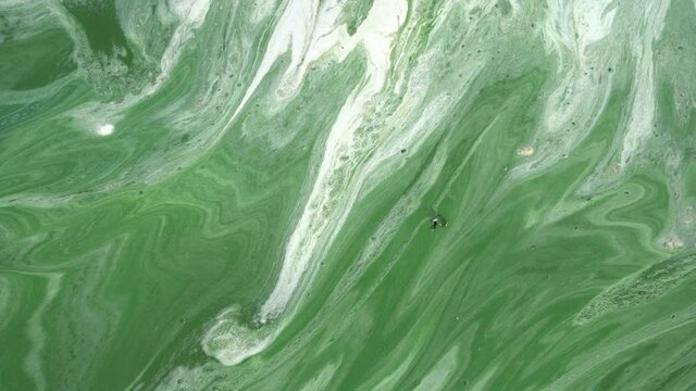 Water pollution by blooming blue-green algae on Dnieper river