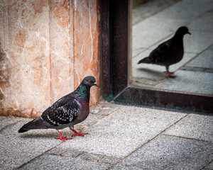 Pigeon bird watching his mirror reflection