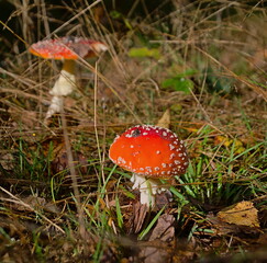 Toadstools in a forest clearing. © Adam