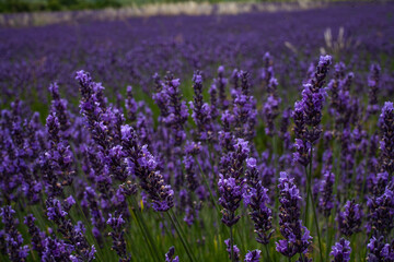 Naklejka na ściany i meble Close up of lavender on the lavender field. Lavender fields, Provence, France.