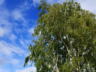 The silver birch (Betula pendula) in Central Russia
