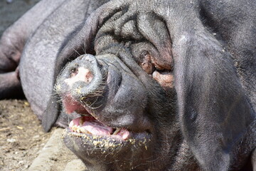 Obraz premium domestic pig named for the Meishan