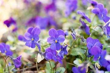 Small pretty viola flowers outdoors 