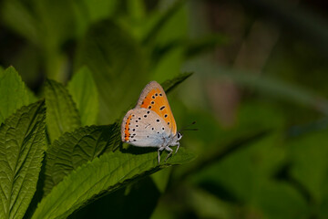 butterfly in natural habitat in spring (lycaena dispar)