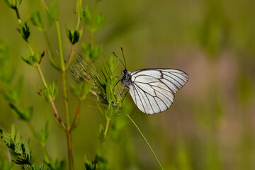 Black-veined White,Aporia crataegi, turkısh name alıç kelebeği