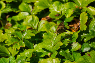 Speckled Wood Butterfly (Pararge aegeria) with partially open wings perched on green leaf in Zurich, Switzerland