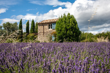 Fototapeta na wymiar A small old house on the lavender field. Lavender fields, Provence, France.