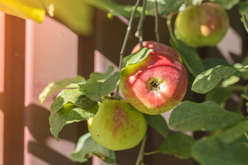 Ripe yellow with red apples on an apple tree branch