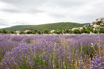 Violet lavender field. Lavender fields, Provence, France.